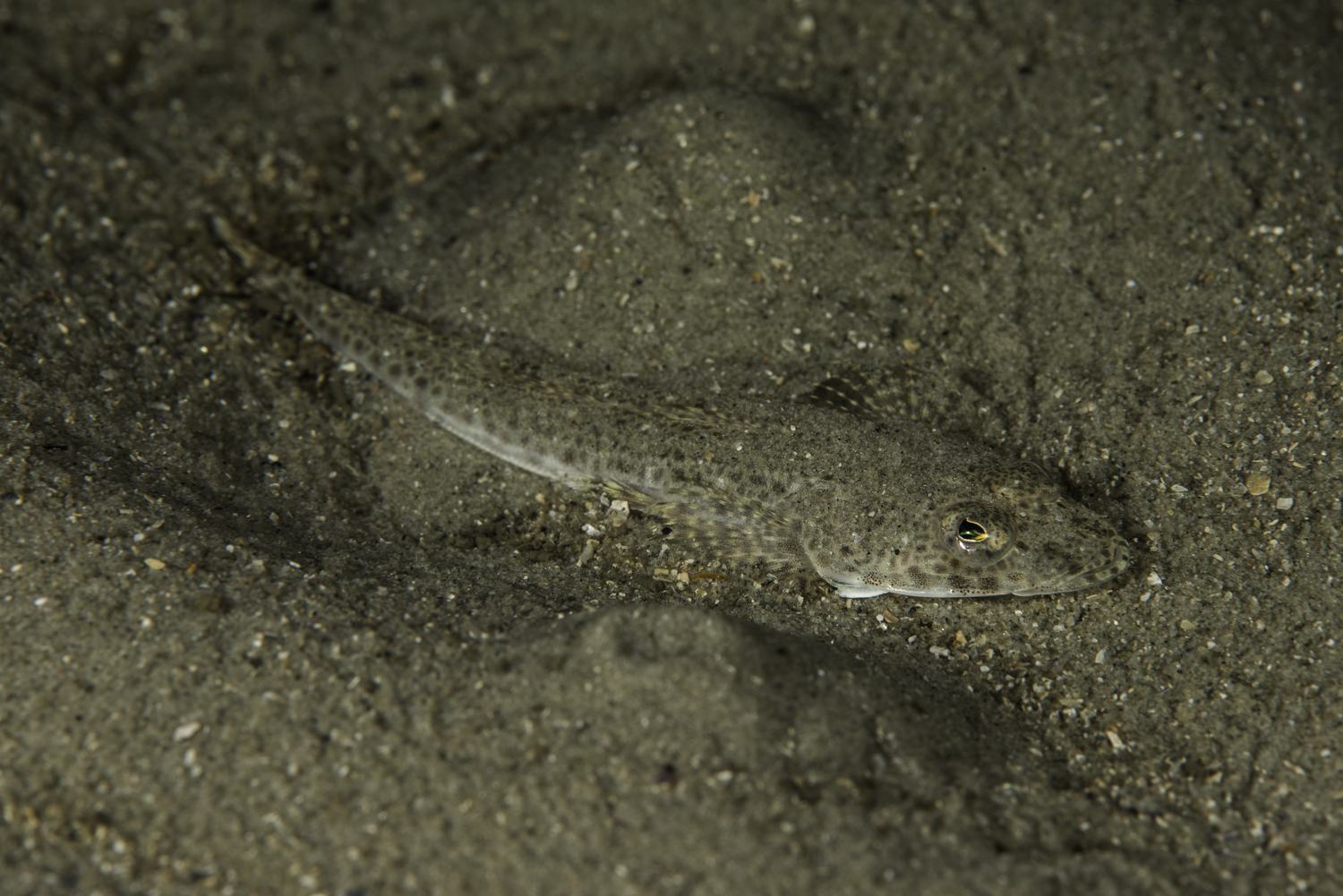 Image of a southern sand flathead laying on bottom of sand