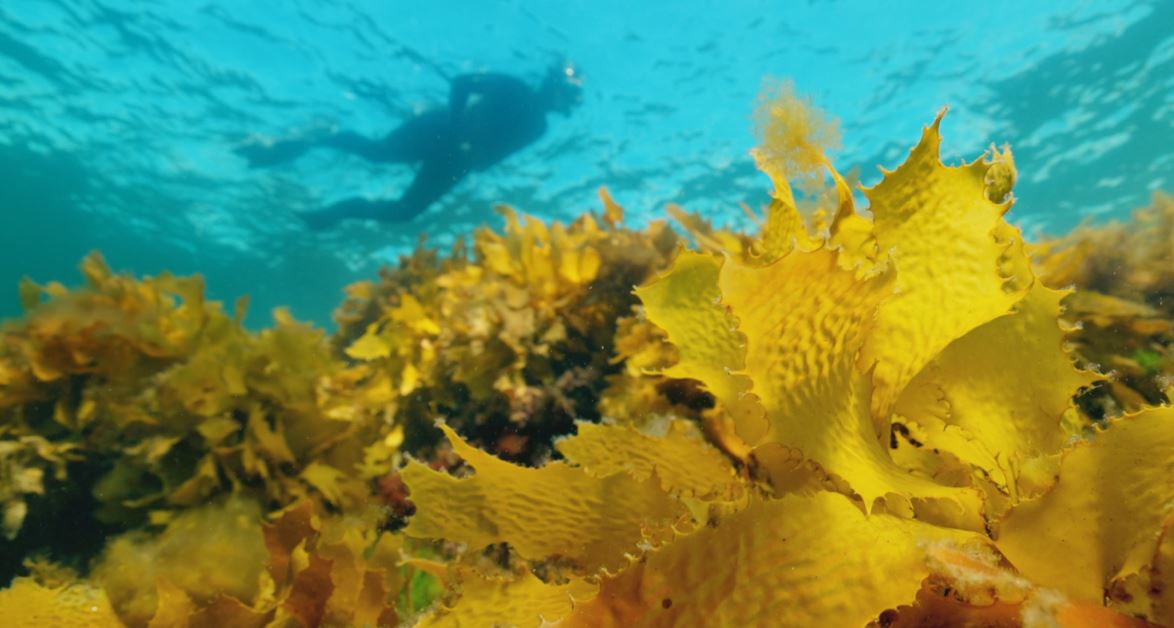 Underwater golden kelp in foreground and snorkeller outline in the background