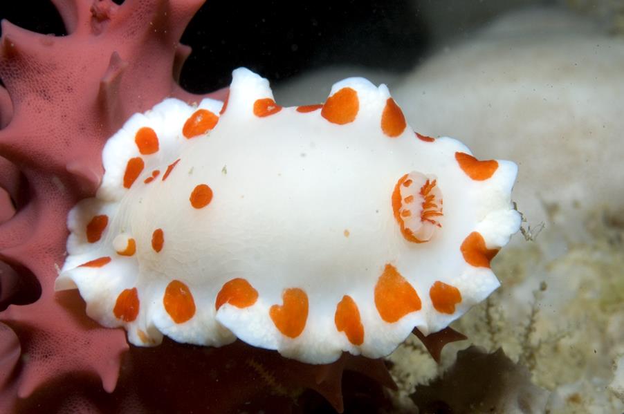 Image of a white and orange spotted nudibranch
