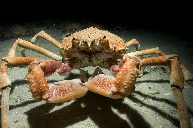 Image of a Spider Crab facing striaght on to the camera