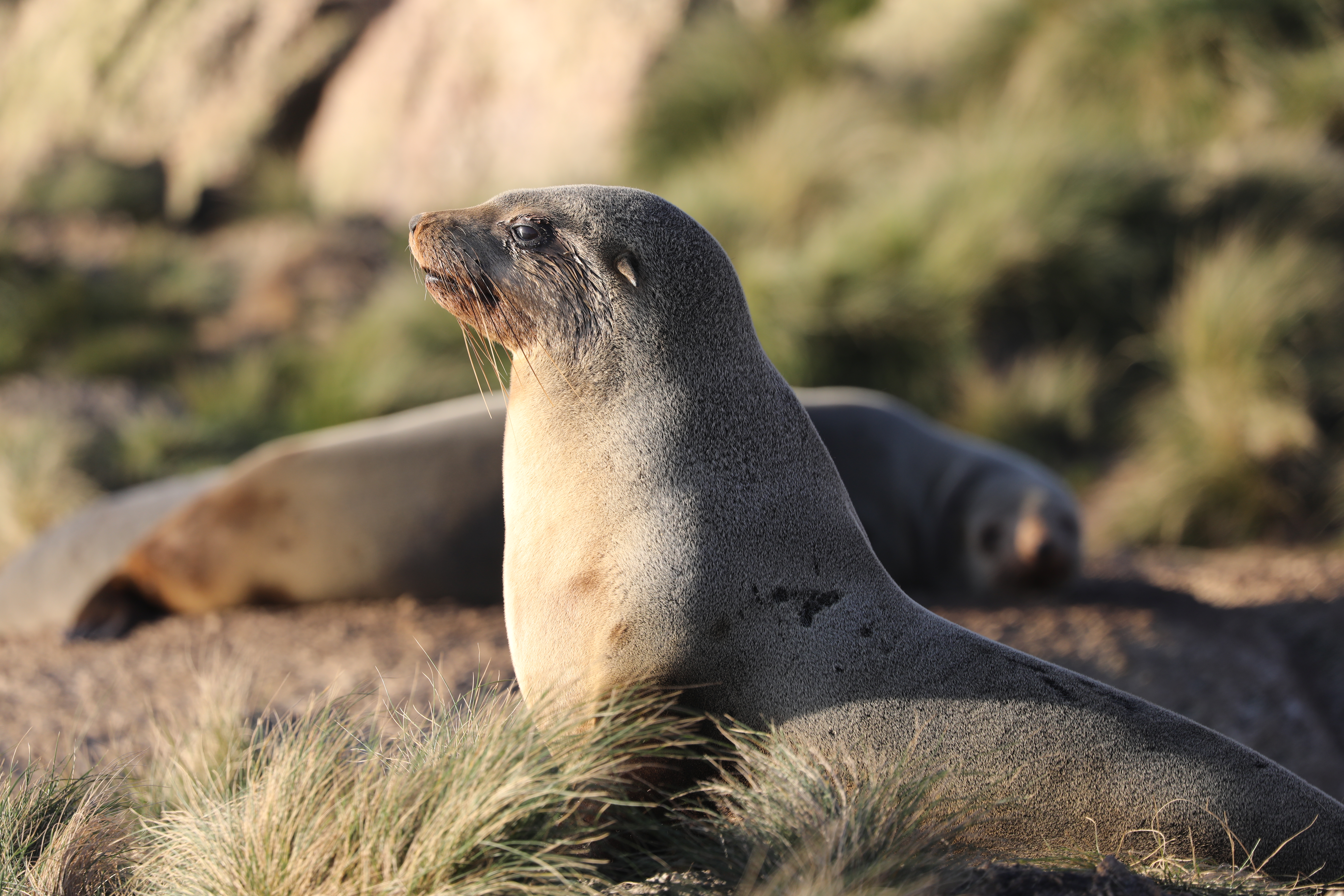 Image of Australian Fur Seal, neck lifted